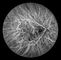 متحد البؤر Retina Opthalmoscope Digital قاع الكاميرا مع FOV 15 ° ، 30 ° ، 60 ° حجم الصورة 1024 * 1024
