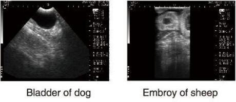 معدات الموجات فوق الصوتية التشخيصية الموجات فوق الصوتية البيطرية الماسح الضوئي مع برنامج OB للحيوانات وتخزين الصور 100