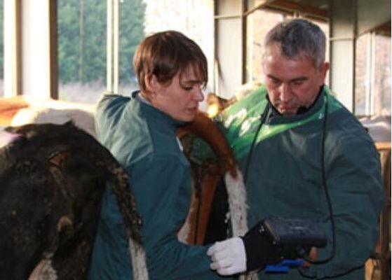 ماسح الموجات فوق الصوتية البيطري الرقمي